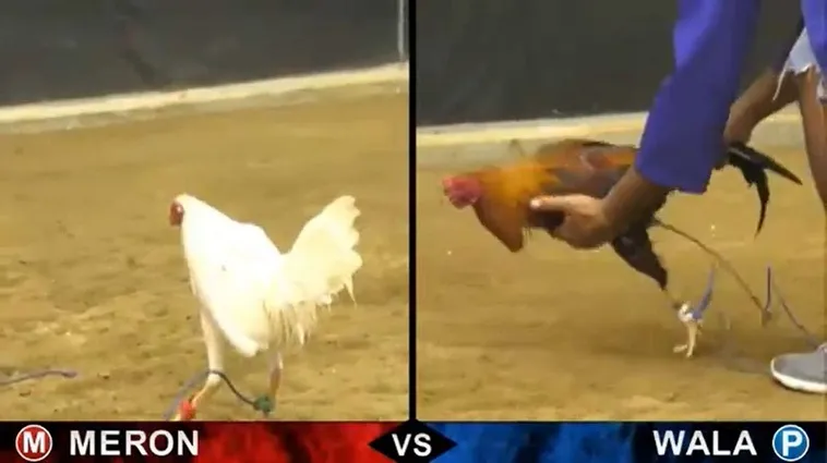 Bí Quyết Chơi Đá Gà Sabong Tại 8KBet Từ Cao Thủ Philippines 2 Bí Quyết Chơi Đá Gà Sabong Tại 8KBet Từ Cao Thủ Philippines